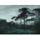 Sunset Pine Trees • Wallpaper • AU FIL DES COULEURS • AZURA